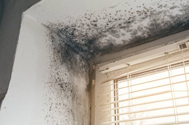 Trusted Black Mold Removal service in Middleburg, VA - Cheap Mold Removal